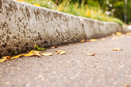 Yellow autumn leaves on the asphalt by the roadの写真素材