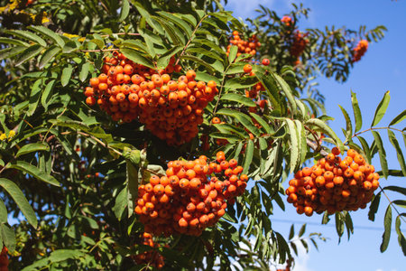 Bright rowan berries among green leaves close upの写真素材