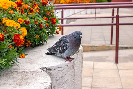 Dove sits by a flower bed close upの写真素材