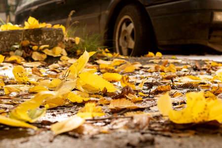 Yellow autumn leaves on the asphalt by the roadの写真素材