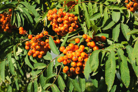 Bright rowan berries among green leaves close upの写真素材
