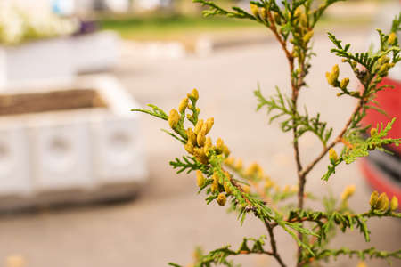 Dry yellowed branch of grass in autumn close upの写真素材