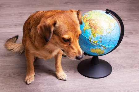 Ginger dog lies next to the globe close upの写真素材