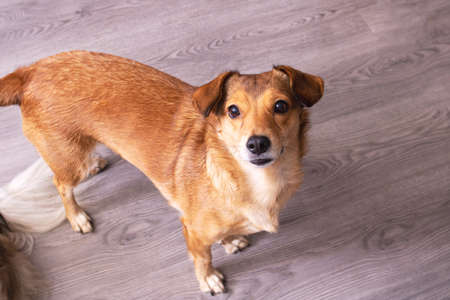 Redhead dog with two stand ears, portrait close upの写真素材