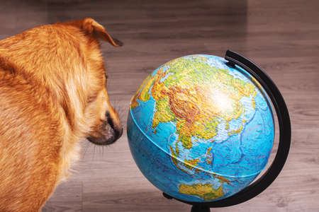 Ginger dog sniffing the globe close up portraitの写真素材