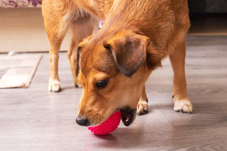 Dog playing with a ball in the house close upの写真素材
