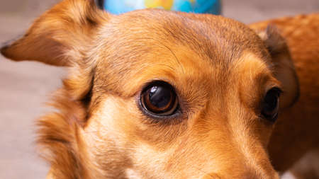 Close up of a curious dog look with brown eyesの写真素材