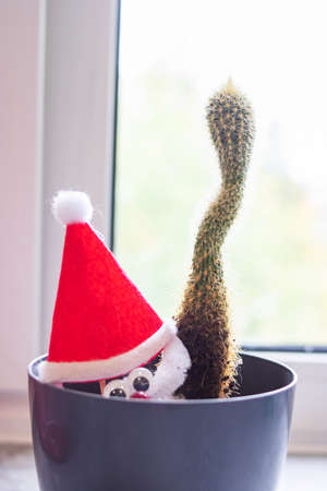 Cactus with Christmas hat on the background of the windowの写真素材