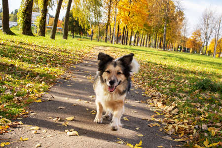 White dog runs along a path among autumn leaves close upの写真素材