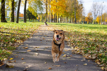 Ginger dog runs along a path among autumn leaves close upの写真素材