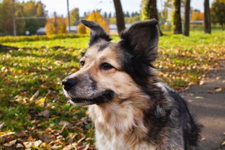 White dog among yellow leaves close up portraitの写真素材