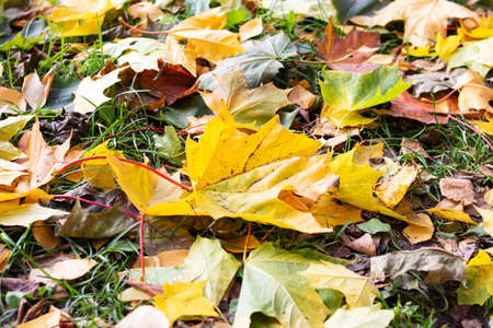 Yellow autumn leaves lie on the ground, background or texture