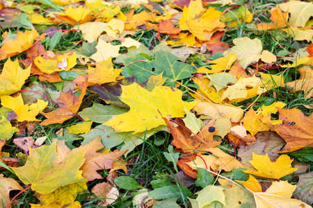 Yellow autumn leaves lie on the ground, background or texture