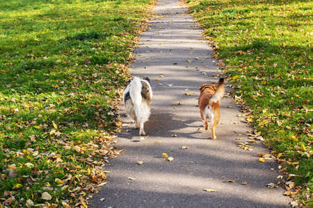 Two dogs are walking along the path in autumnの写真素材