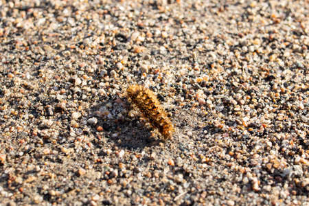 Fluffy caterpillar crawling on the sand close upの写真素材