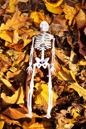 Small human skeleton among yellow autumn leaves close upの写真素材