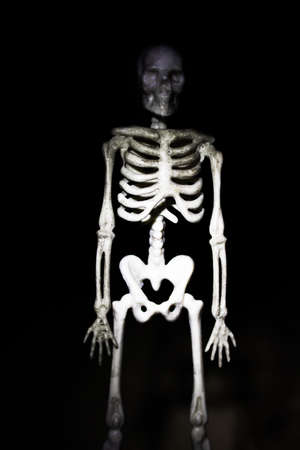 Human skeleton model in the dark close upの写真素材