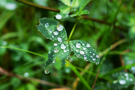 Raindrops on a green grass petal close up