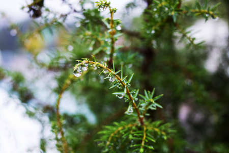 Raindrops on a green spruce branch with needles close upの写真素材