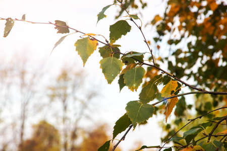 Yellow leaves on the branches of a tree against the skyの写真素材