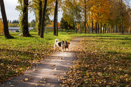 Two dogs are walking along the path in autumnの写真素材