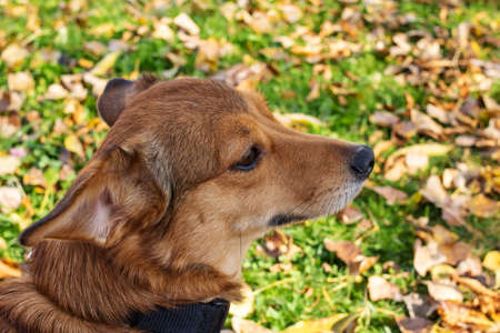 Ginger dog sniffing grass in autumn park close upの写真素材