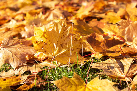 Autumn yellow leaves on the ground close up