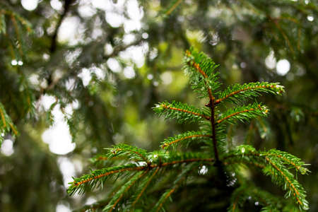 Raindrops on a green spruce branch with needles close up