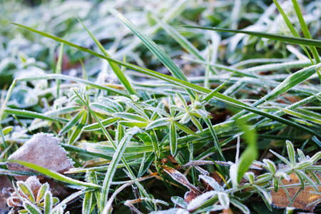 Ice on green leaves of grass close upの写真素材
