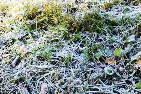 Ice on green leaves of grass close up