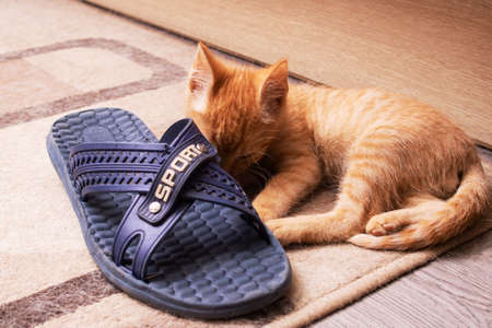 Little ginger kitten and slippers in sunlight close upの写真素材