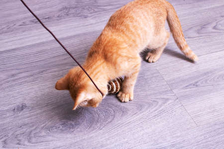 Little kitten playing with a toy on a rope close upの写真素材