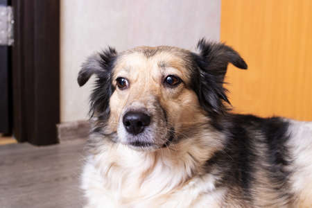 Fluffy gray dog in the room portrait close upの写真素材