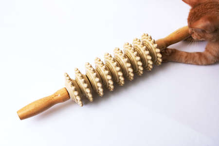 Kitten playing with a wooden back massager close upの写真素材