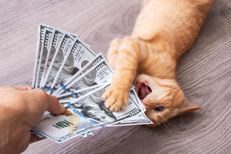 Kitten playing in a pile of dollar bills close upの写真素材