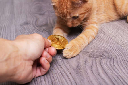 Ginger kitten holding bitcoin close up on wooden floor backgroundの写真素材