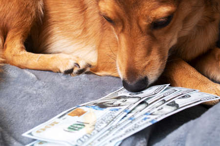 Ginger dog sniffing a bunch of dollars close upの写真素材