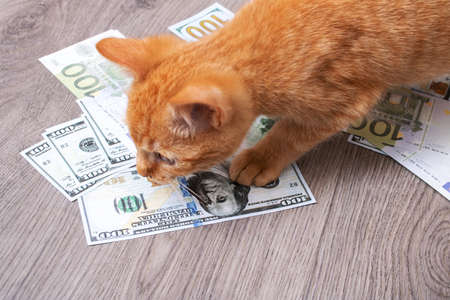 Kitten playing in a pile of dollar bills close upの写真素材