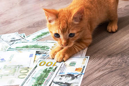 Kitten playing in a pile of dollar bills close upの写真素材