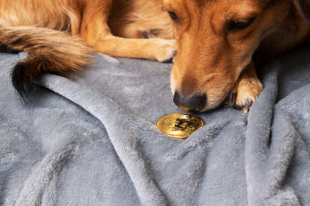 Ginger dog holding bitcoin close up on wooden floor background