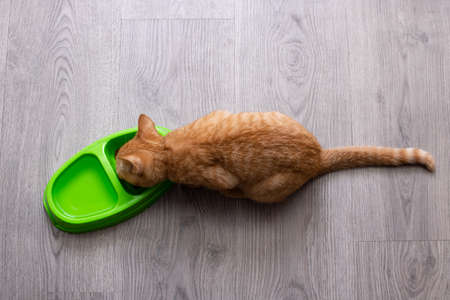 Ginger kitten eating from a green bowlの写真素材