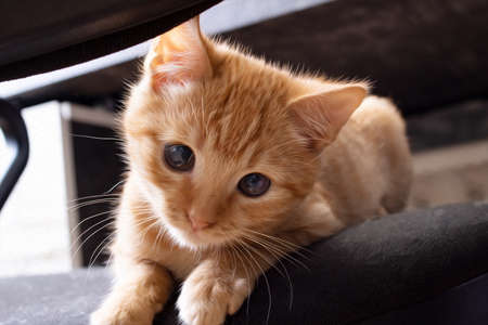 Ginger kitten peeking out on the chairの写真素材