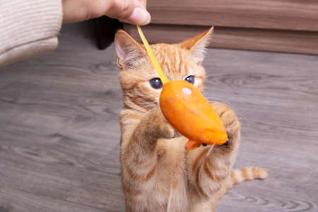 Ginger kitten playing with a cat toy close upの写真素材