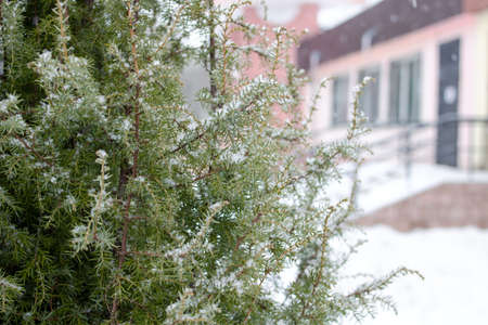 Tuya branches in the snow close up, beautiful natureの写真素材