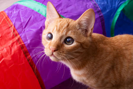 Portrait of a ginger kitten with brown eyesの写真素材