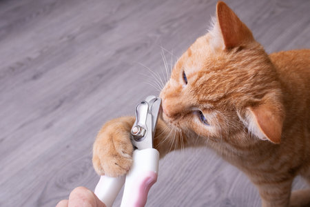 Ginger kitten gnaws scissors for cutting claws close upの写真素材