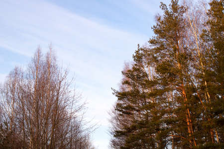 Treetops against a blue sky at sunset