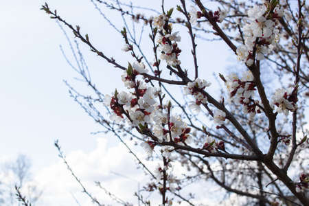 Soft pastel color, Beautiful cherry flowers close up