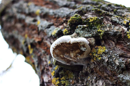Kombucha on the tree close up. A parasite on a tree. tree disease