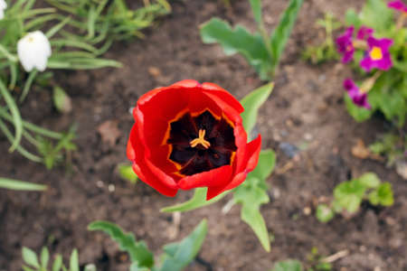 Red tulip flower on flowerbed with blurred backgroundの写真素材